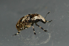 Euparius marmoreus