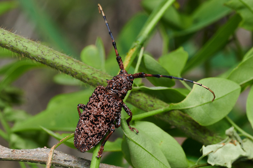 Aristobia hispida