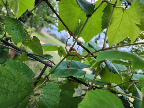 Image of Vitis cinerea by no rights reserved
