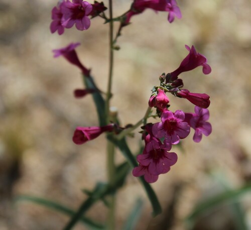 Image of Penstemon parryi by (c) 66dodge, some rights reserved (CC BY)