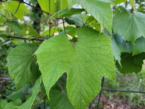 Image of Vitis cinerea by no rights reserved