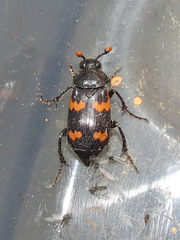 Nicrophorus sayi