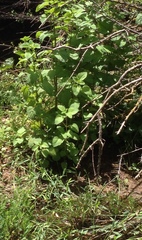 Urtica pilulifera