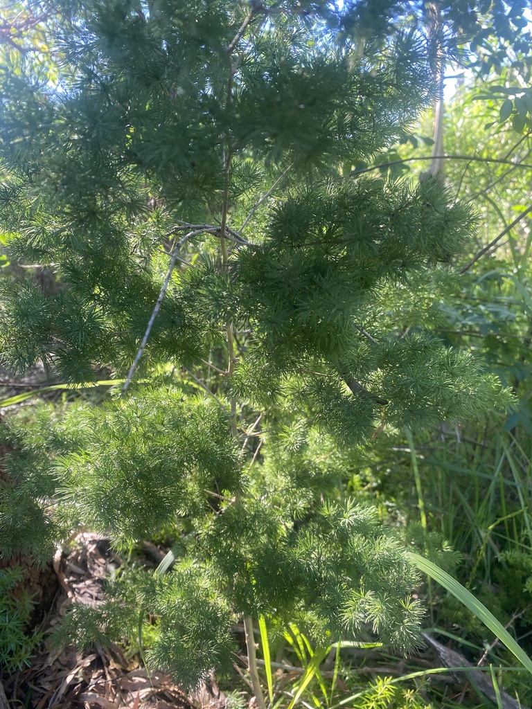 Ming Asparagus from Utyana Pl, Frenchs Forest, NSW, AU on May 17, 2024 ...