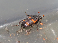 Nicrophorus sayi