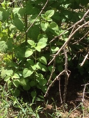 Urtica pilulifera