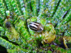Agroiconota bivittata