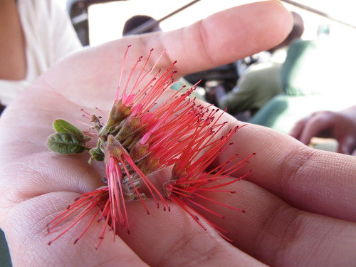 Combretum purpureiflorum (Combretum purpureiflorum)