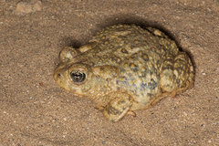 Anaxyrus californicus