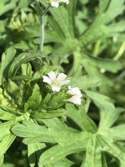 Geranium bicknellii