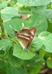 Abisara savitri