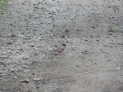 Turdus migratorius