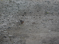 Turdus migratorius