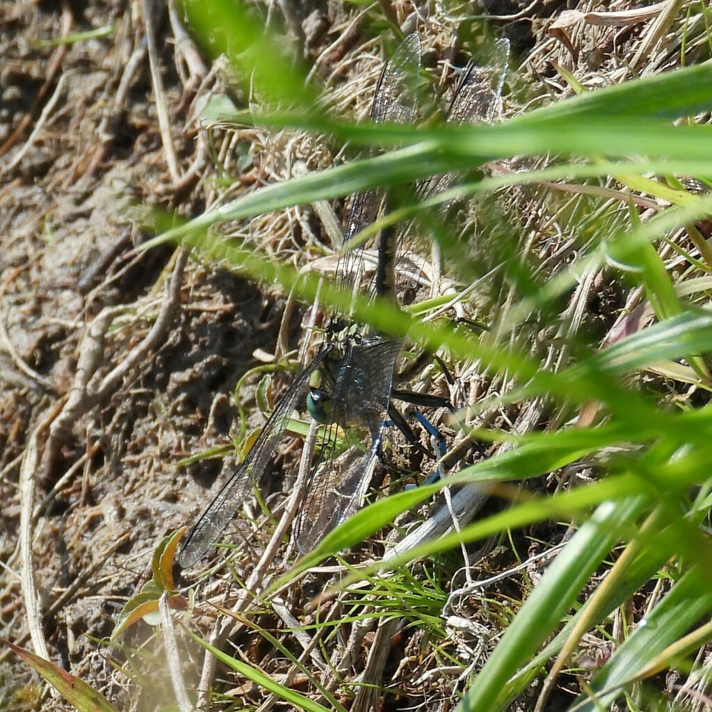 Unicorn Clubtail in May 2024 by Donna J. Parry. Eating a bluet ...