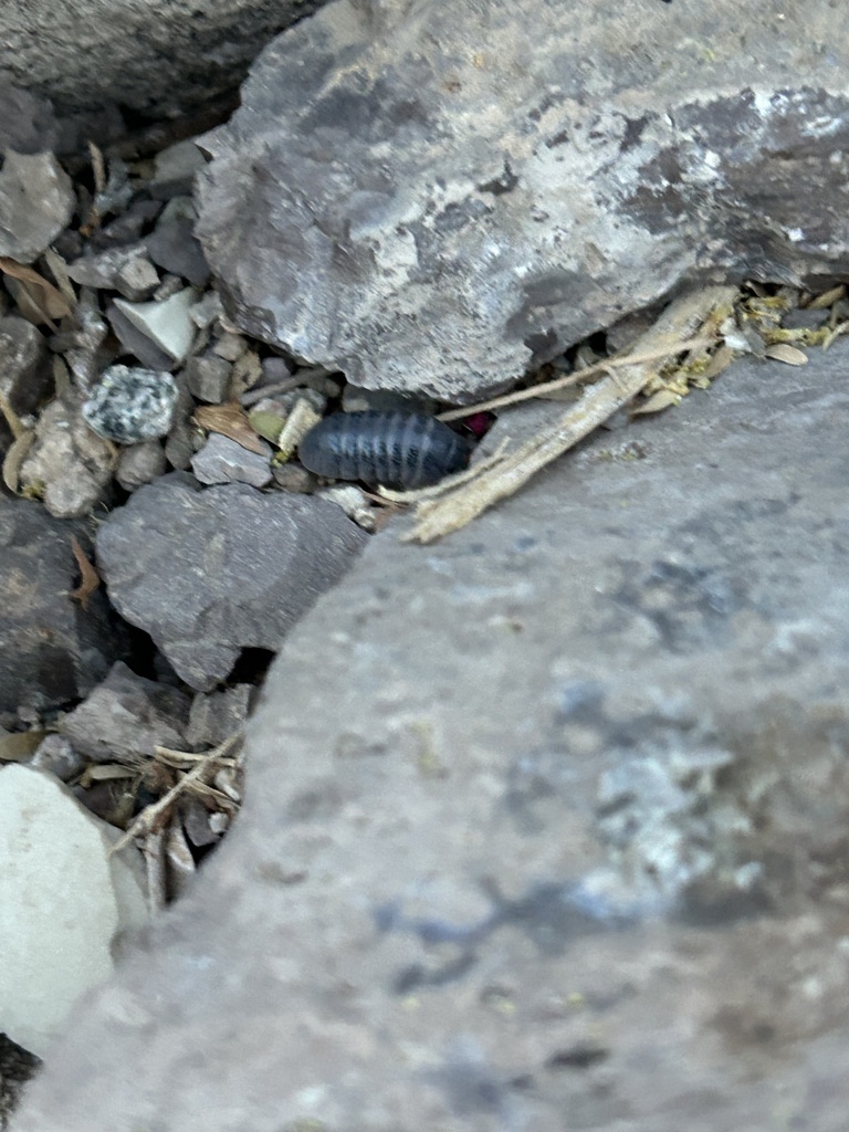 Venezillo stuckchensis