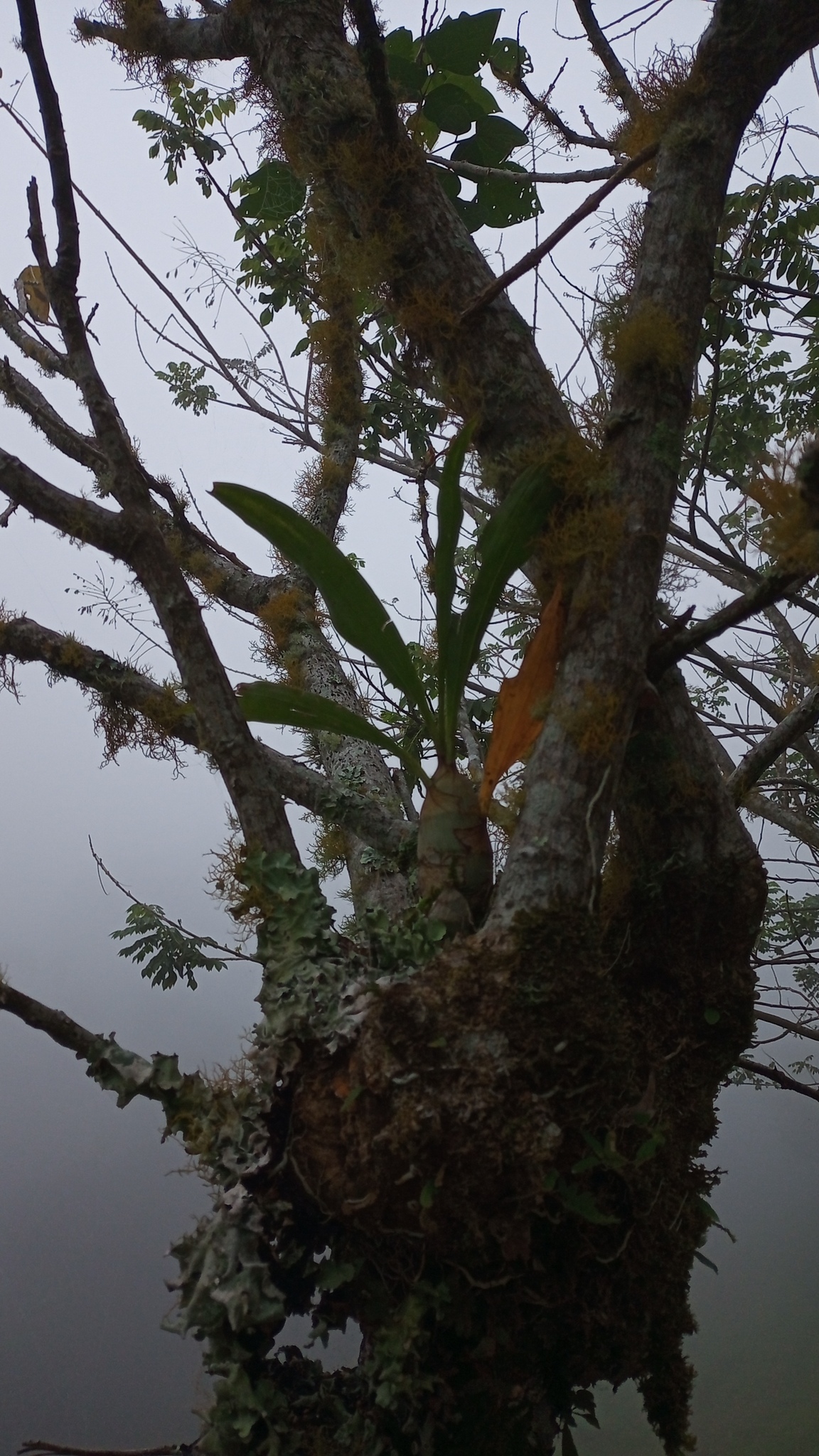 Imagem de Orquídea-cara-de-macaco