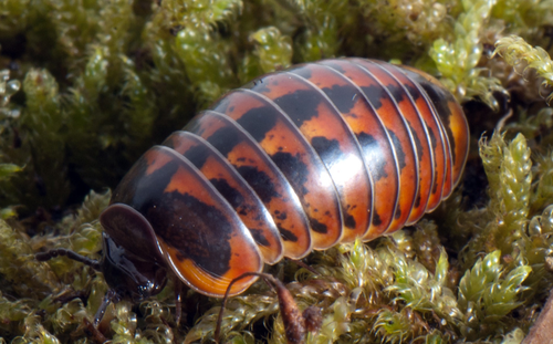 Painted Lady Pill Millipede