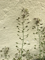 Capsella bursa-pastoris