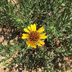 Helianthus laciniatus