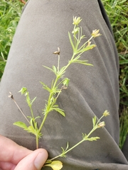 Polypremum procumbens