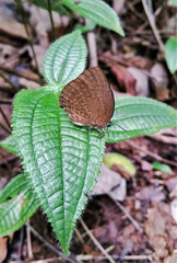 Arhopala major major