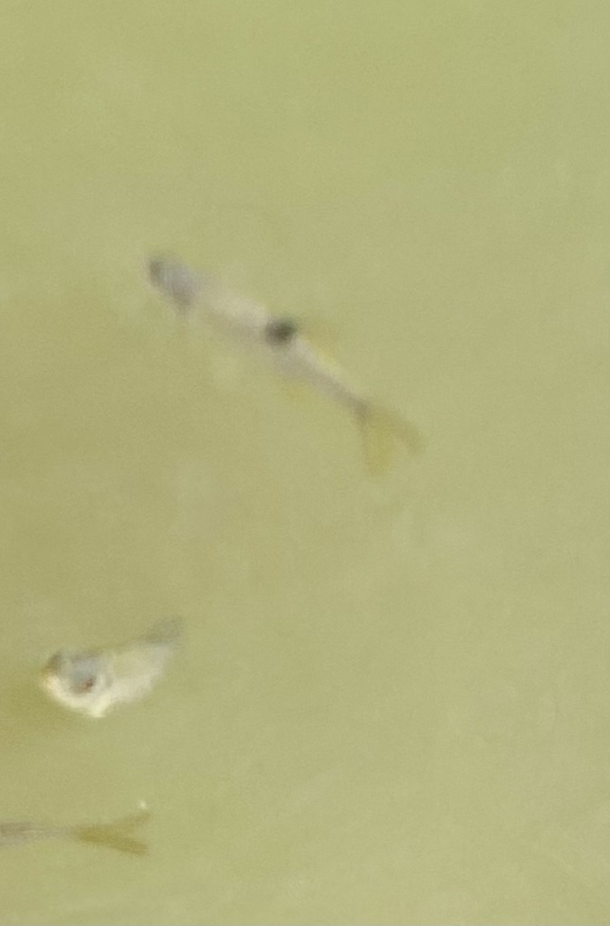 Barbodes sellifer (Barbodes sellifer)