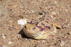Phrynosoma cerroense