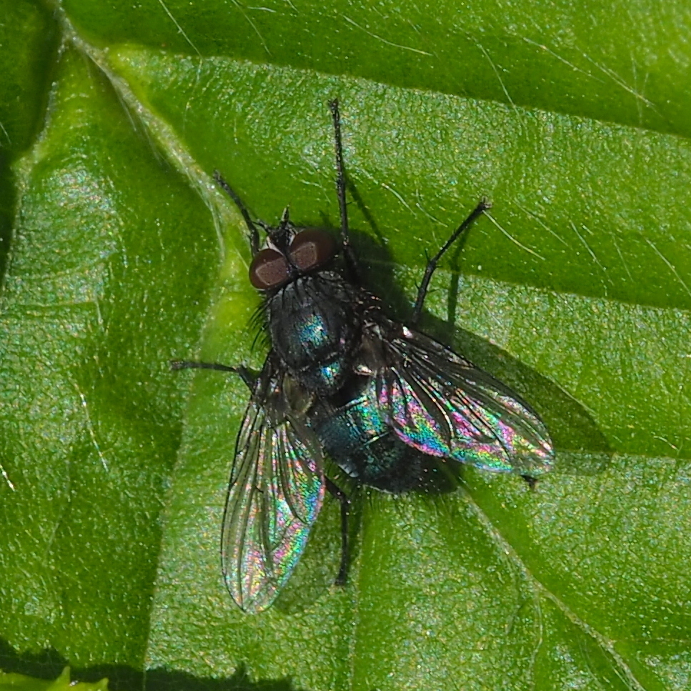 Dark-veined Emerald Bottle