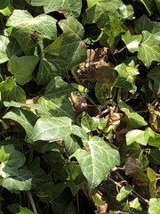 Hedera helix