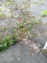 Capsella bursa-pastoris