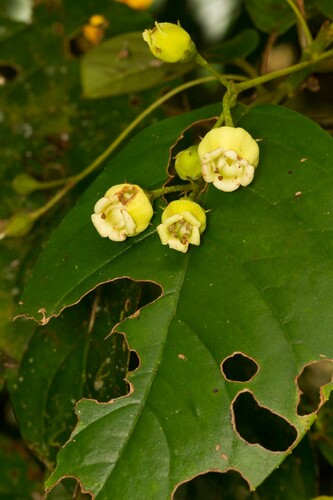 Depanthus glaber