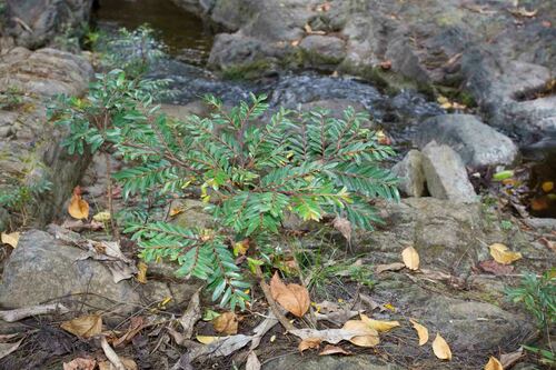 Phyllanthus bourgeoisii observed 2014-09-22