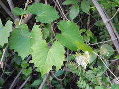 Vitis rotundifolia