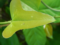 Smilax bona-nox