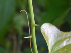 Smilax bona-nox