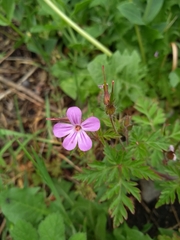 Geranium robertianum