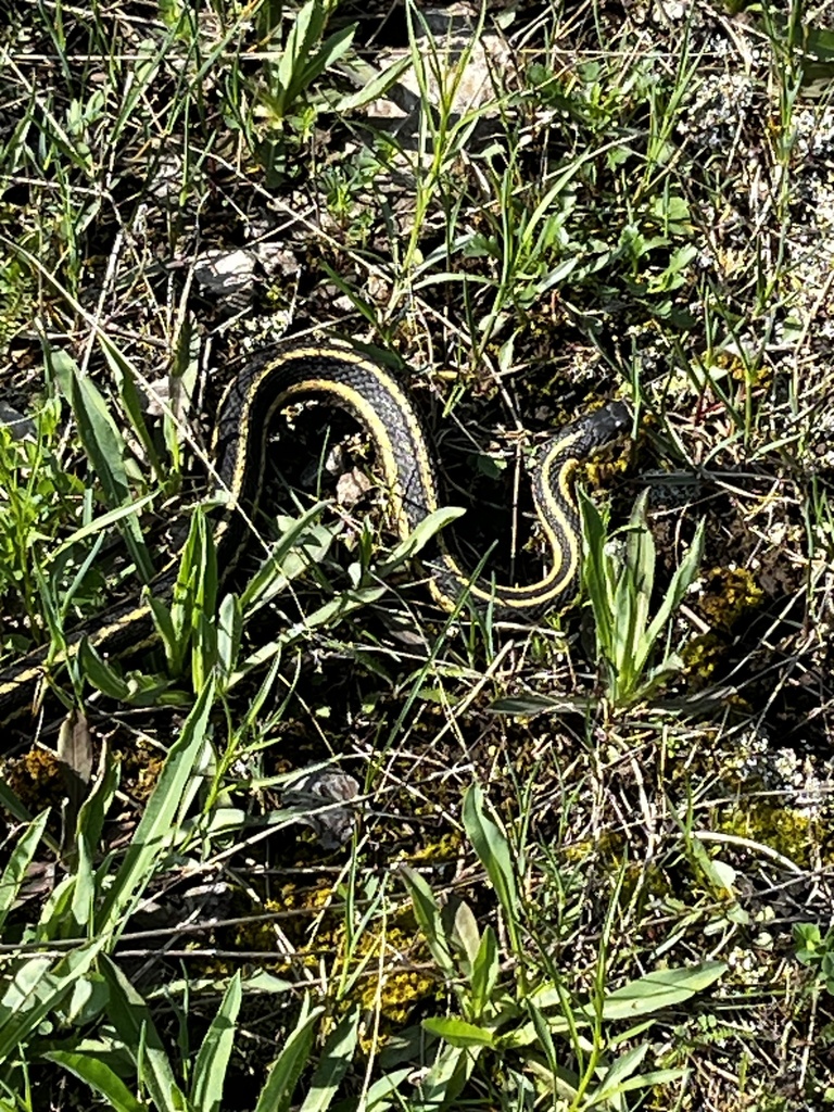 Common Garter Snake from Carden Alvar Provincial Park, Kawartha Lakes ...