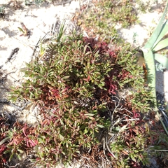Limonium obtusifolium