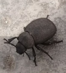 Phymatiotris quadricollis