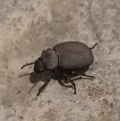 Phymatiotris quadricollis