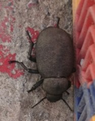 Phymatiotris quadricollis