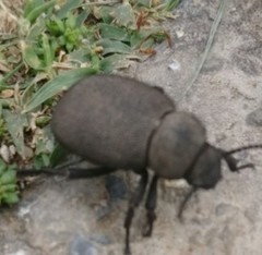 Phymatiotris quadricollis