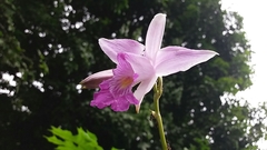 Arundina graminifolia image