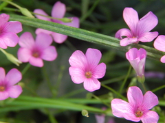 Oxalis articulata