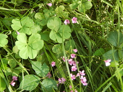Oxalis articulata