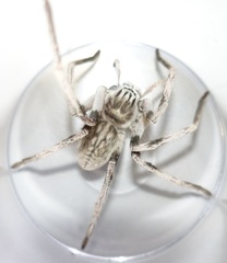 Eusparassus