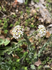 Lepidium campestre