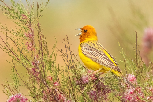 Escribano carirrojo (Emberiza bruniceps)