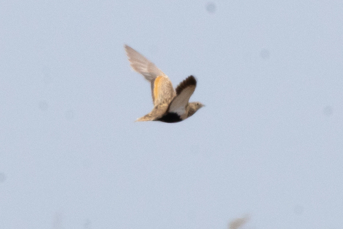 Ganga ortega (Pterocles orientalis)