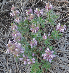 Monarda pectinata